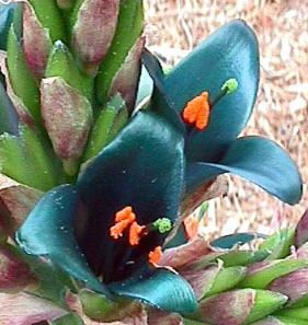 PUYA BERTERONIANA 